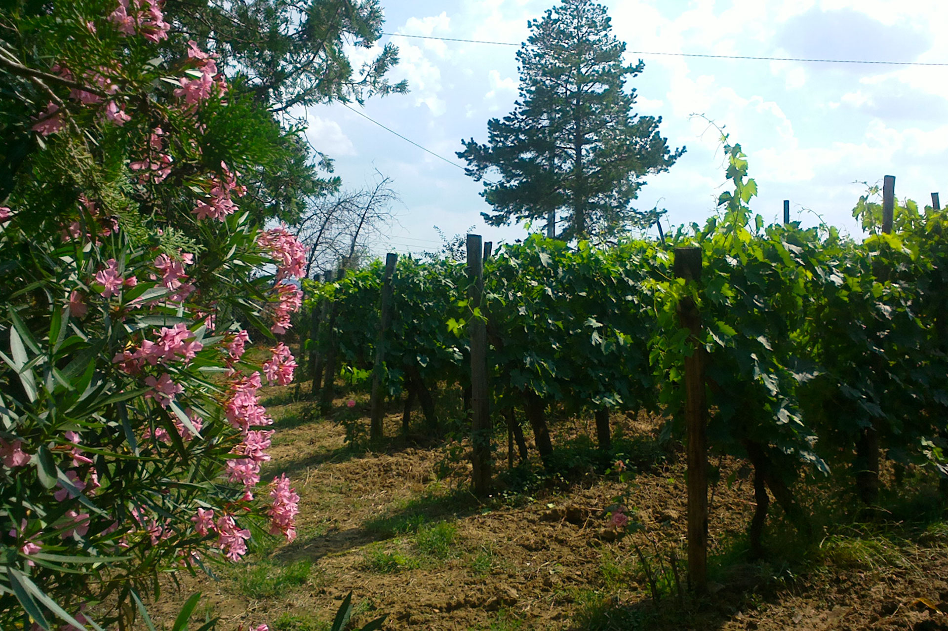 agriturismo-podere-san-quirico-65