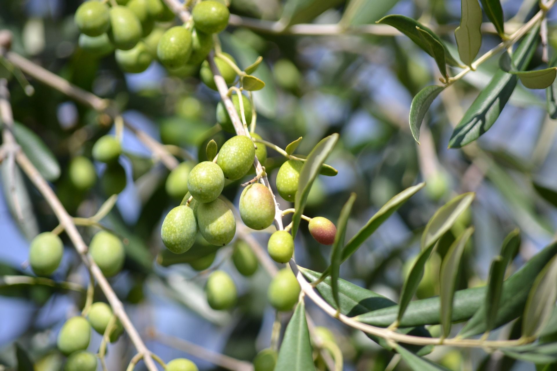 prodotti-biologici-agriturismo-toscana